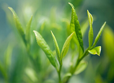 Loose Leaf Tea & Blended Tea